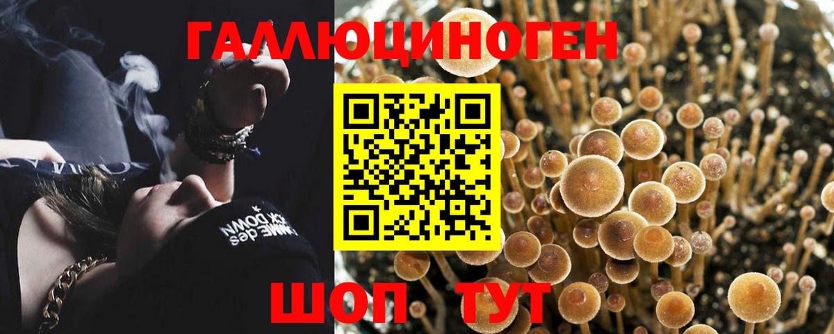 Галлюциногенные грибы Cubensis  Псилоцибиновые грибы Psilocybe  Горно-Алтайск  Вход с VPN 